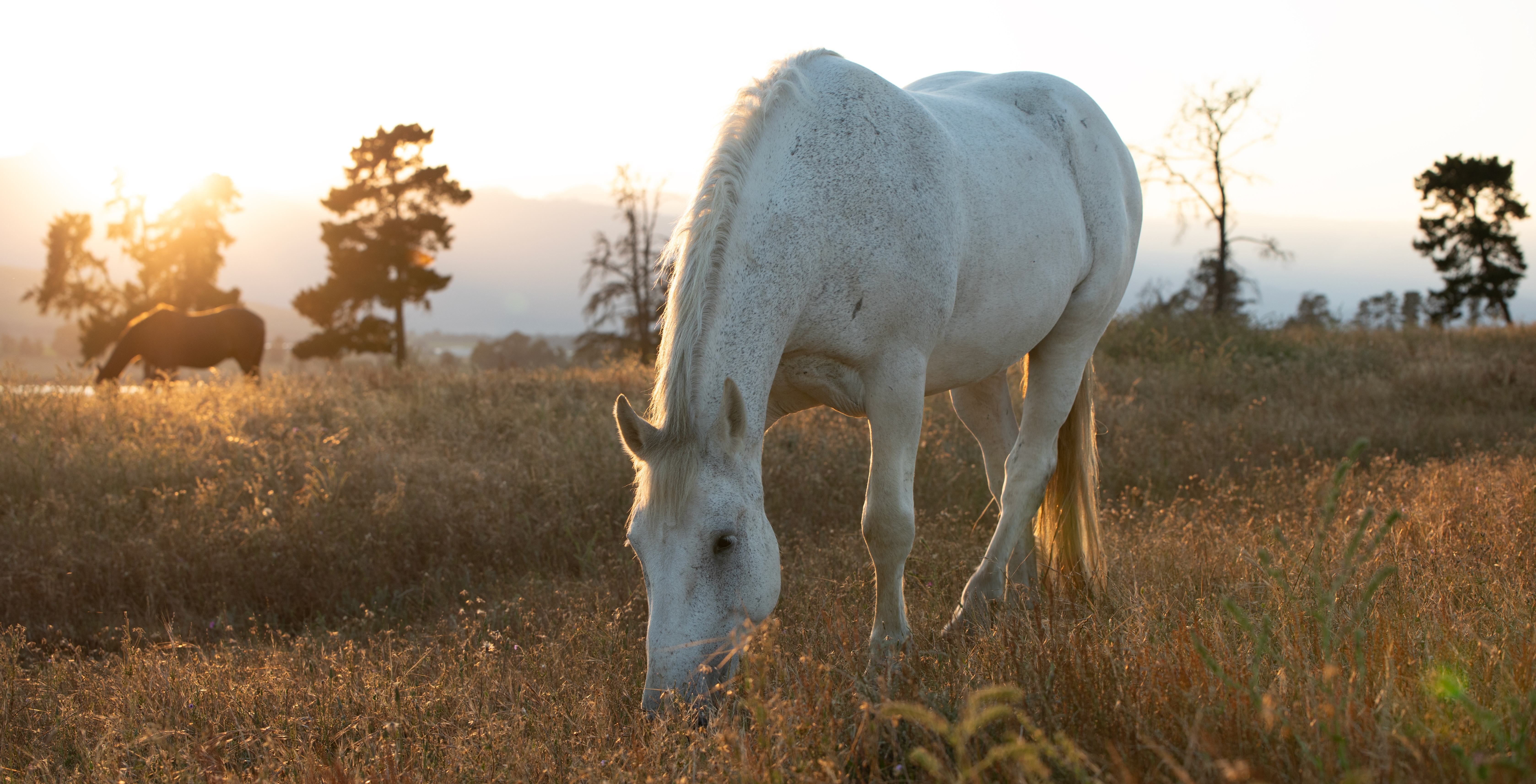 Horse grazing at sunset