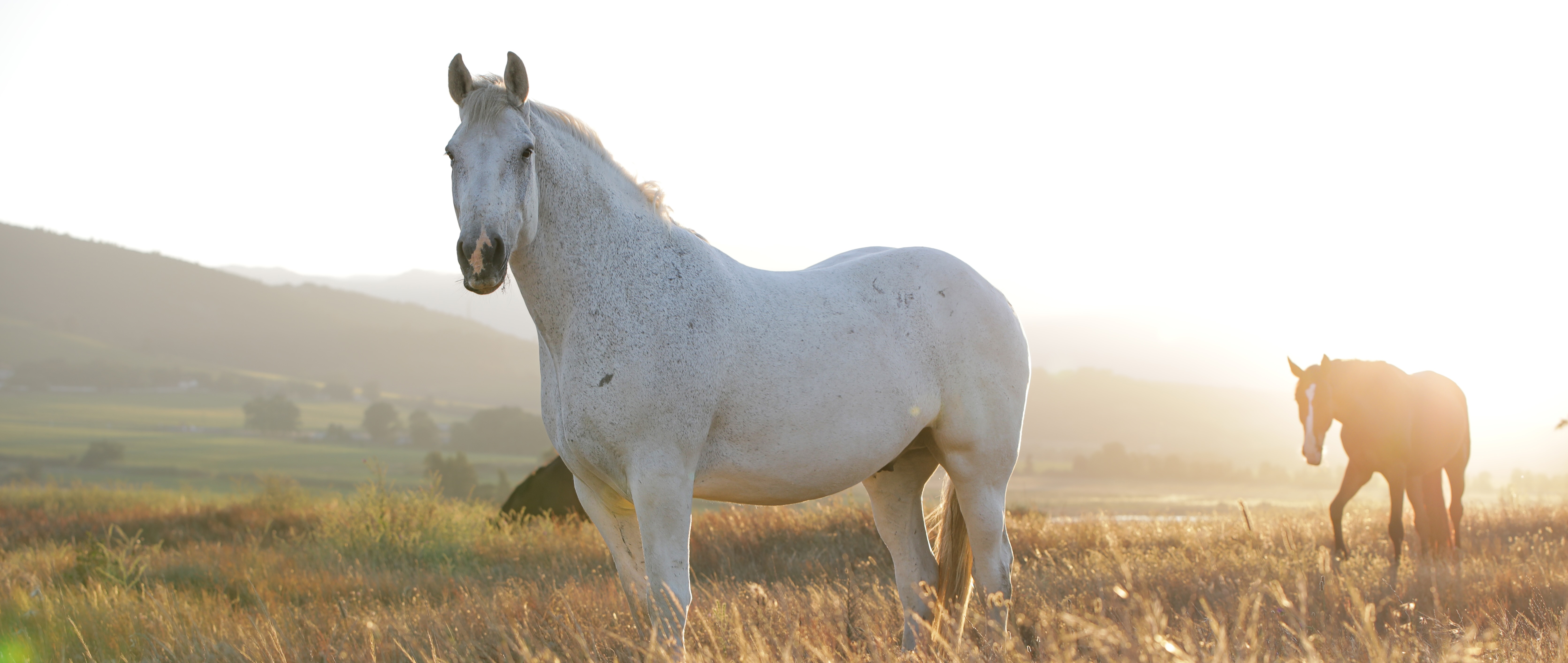 Solcotta horses in field